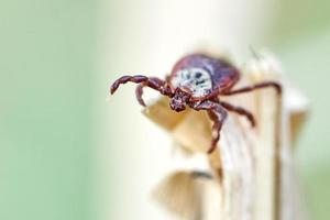 Tick sitting on the top of a dry grass photo