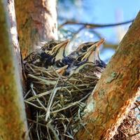 Four grown-up nestlings of a thrush sit in a nest located on the pine tree photo