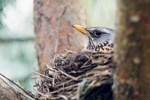 Thrush incubates the eggs sitting in the nest photo