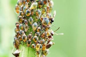 Aphids being grazed by the ants on the stem of the plant photo