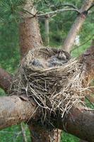 Bird's nest with sleeping newborn thrush nestlings located on the pine tree photo