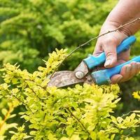 Pruning dead berberis branches with garden clippers photo