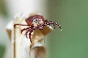 Tick sitting on the top of a dry grass photo