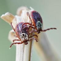 Ixodes mites sitting on the top of a dry grass in nature photo