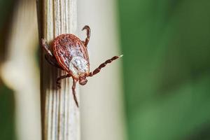 Ixodic tick crawling down a blade of a dry grass. Macro photography. photo