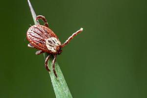 Tick sitting on the green grass waiting for his victim in spring outdoors photo