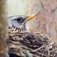 Thrush incubates the eggs sitting in the nest photo