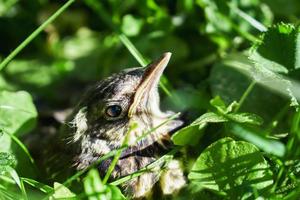 Grown-up nestling of a thrush in green grass who has just jumped down from the nest photo