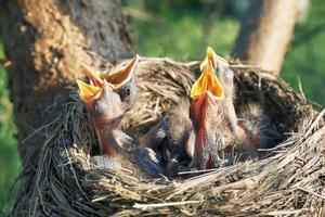 Hungry newborn thrush's chicks are opening their mouths asking for food photo