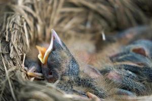 Hungry newborn thrush's chicks are opening their mouths asking for food photo