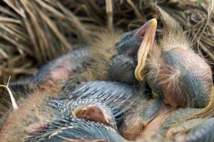 Newborn fluffy nestlings of a thrush sleeping in a nest photo