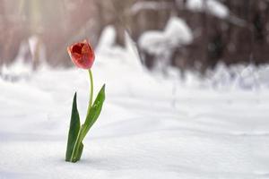 Red tulip growing in snow in forest photo
