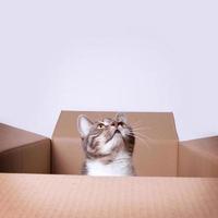 cat in cardboard box looking up to copy space photo