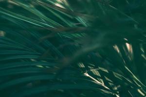 Blurred tropical green leaf background, Dark tone theme photo