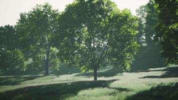 weelderig groene jonge bladeren van esdoorn verlicht door fel zonlicht in de lente video