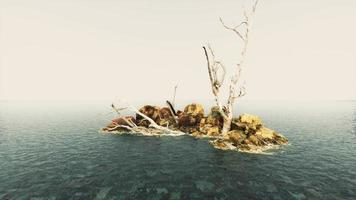 arbres morts sur les rochers de l'océan pacifique dans le brouillard