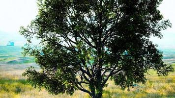 iconic oak tree casts a long shadow into a golden hill video