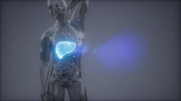 Röntgenuntersuchung der menschlichen Leber video