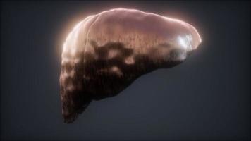 loop 3d renderizado animación médicamente precisa del hígado humano video