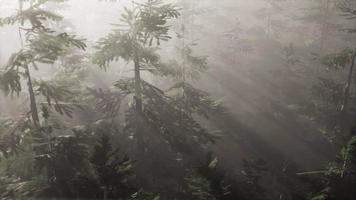rayos de sol aéreos en el bosque con niebla video