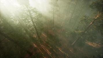 Drone breaking through the fog to show redwood and pine tree video
