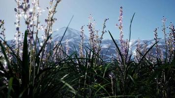 Lavendelfeld mit blauem Himmel und Bergdecke mit Schnee video