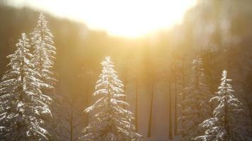 esplêndida cena de natal na floresta de montanha. nascer do sol de inverno colorido video