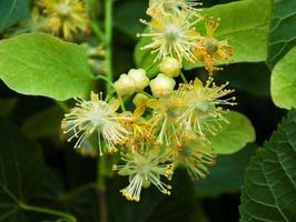 Natural linden flowers photo