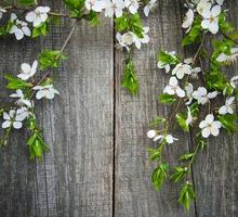 Spring cherries blossom photo