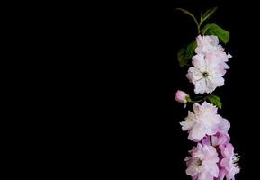 Spring sakura blossom photo