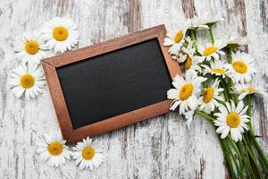 Camomile with blackboard photo