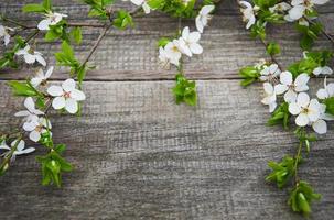 flor de cerezo de primavera foto