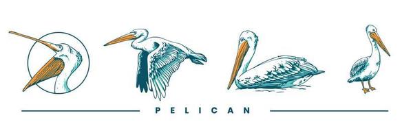 pelican hand drawn