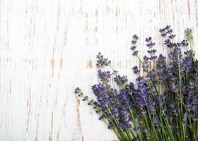 bunch of lavender photo