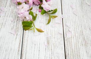 flor de sakura de primavera foto