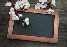 Spring apricot  blossom and blackboard photo