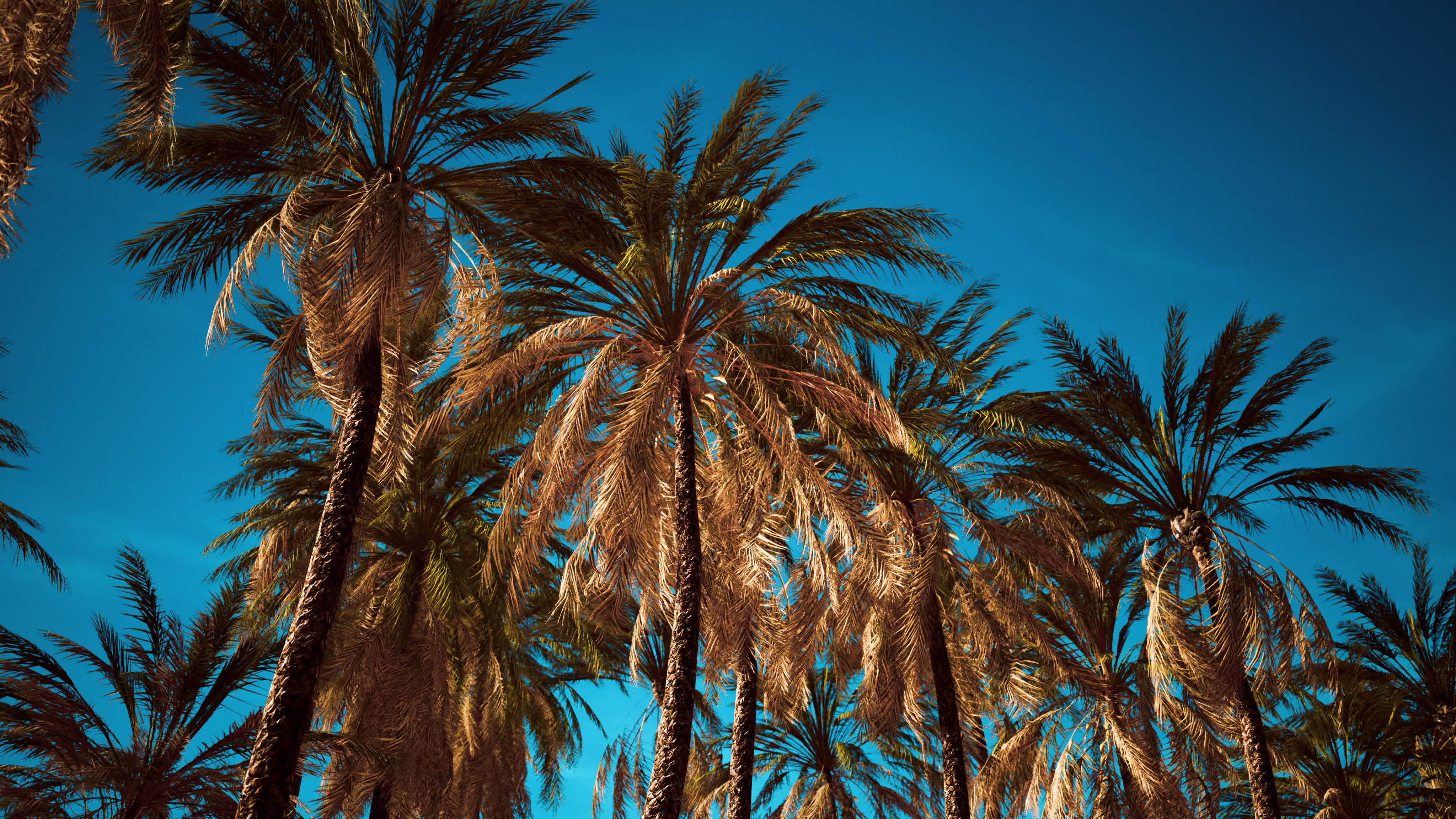 tropical palm trees from below 5920524 Stock Video at Vecteezy