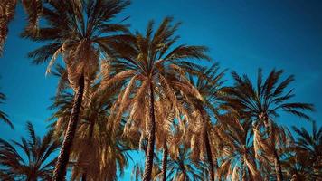 tropical palm trees from below video