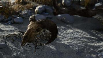 Skull of a dead ram in the desert video