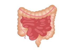 Flat vector illustration of small and large intestine. The human internal organ, the digestive tract. Vector illustration of human intestines isolated on white background.