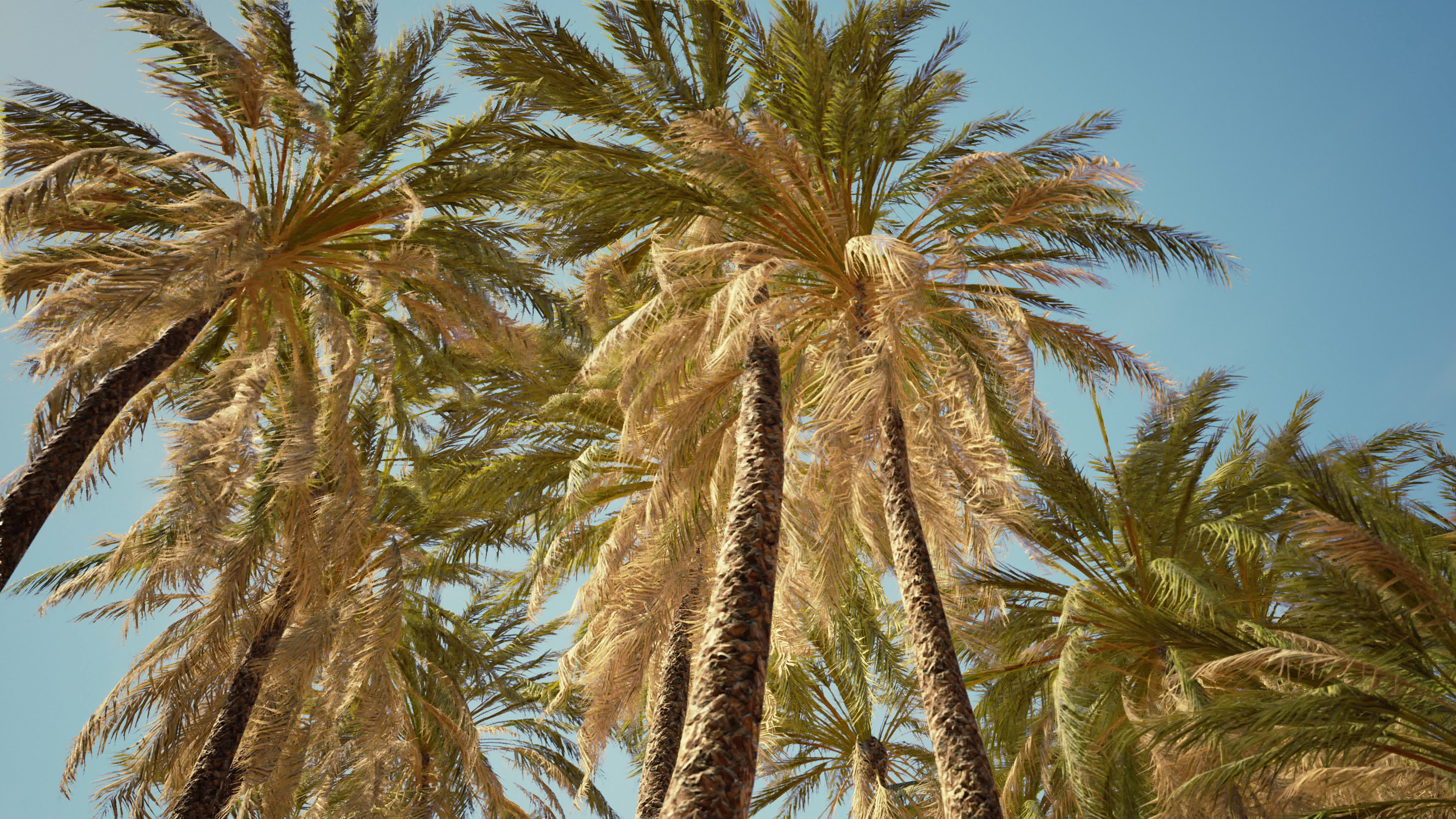 tropical palm trees from below 5920767 Stock Video at Vecteezy