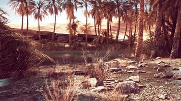 pond and palm trees in desert oasis video