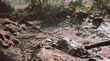 small creek runs through a wide valley full of fallen leaves video