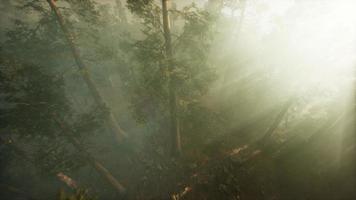 Drone breaking through the fog to show redwood and pine tree video
