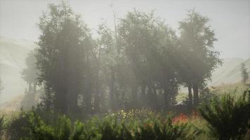 Sunbeams entering coniferous stand on a misty summer morning video