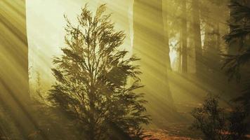 Lazo de secuoyas gigantes en verano en el parque nacional de secuoyas, california video