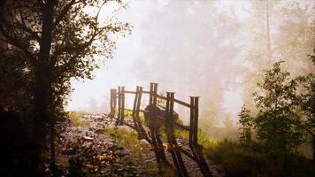 Sunbeams entering forest on a misty autumnal morning video