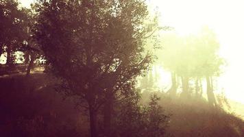 sun is shining through the trees in a young forest timelapse video