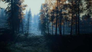 moon light over the spruce trees of magic mystery night forest video