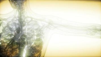 imagen de rayos x del cuerpo humano video